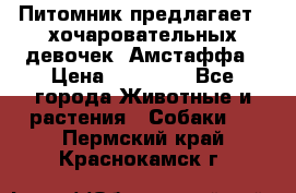 Питомник предлагает 2-хочаровательных девочек  Амстаффа › Цена ­ 25 000 - Все города Животные и растения » Собаки   . Пермский край,Краснокамск г.